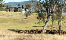SkyKelpie has helped pioneer the adoption of drone mustering across Australia.