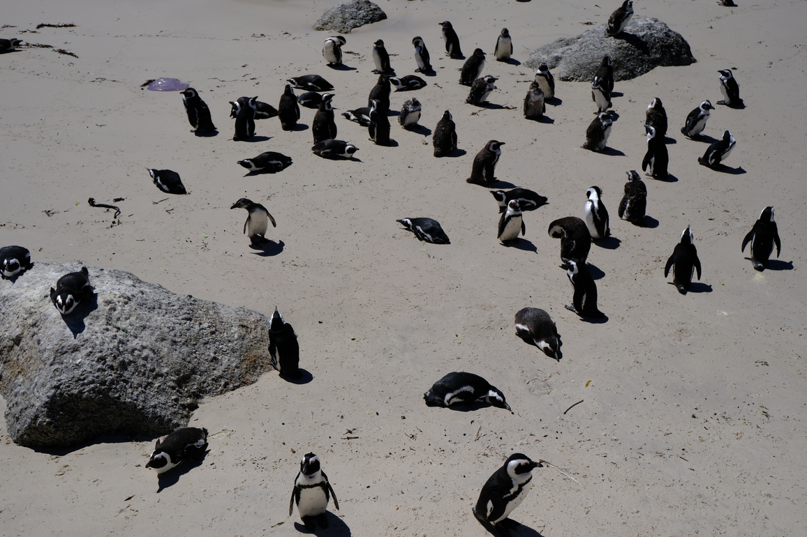 SOUTH AFRICA-CAPE TOWN-AFRICAN PENGUINS-BIRD FLU
