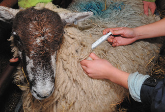 Bultavo-3 bluetongue vaccine to reach UK vets within '2 weeks'