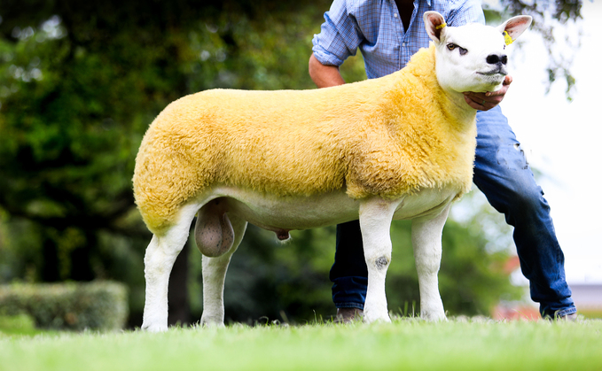 High of 90,000gns for Texels at Carlisle