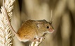 Mice control will be discussed at an online forum tomorrow, hosted by the NSW DPI.