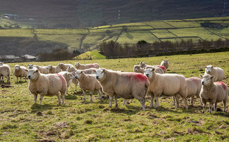 Bluetongue restriction zone widened to Essex after new cases