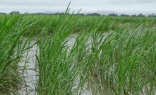  Floods ravage once drought stricken land. Image: ABC 