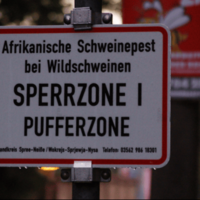 UK tightens checks on Spanish pork amid African swine fever