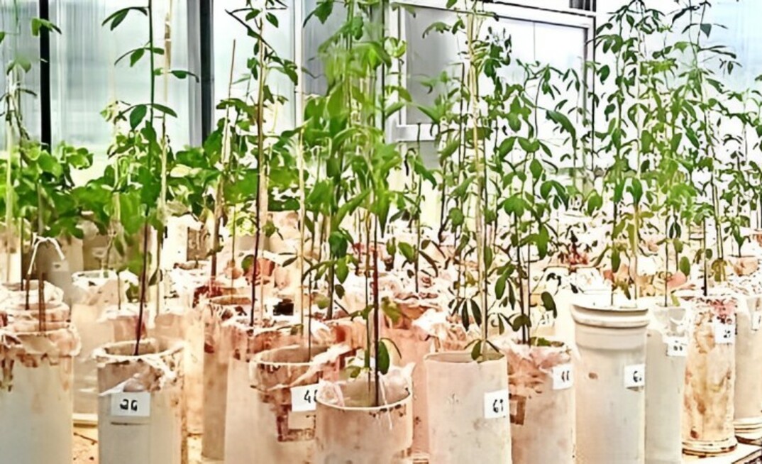 Mudas de crotalária são testadas em estudo feito em Carjajás, no Pará/Divulgação