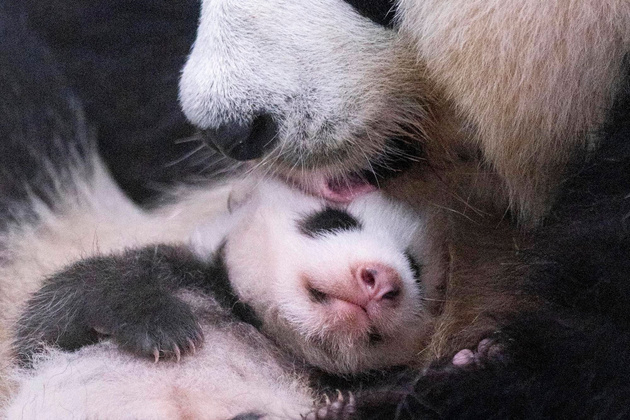 SOUTH KOREA-SEOUL-GIANT PANDA CUB