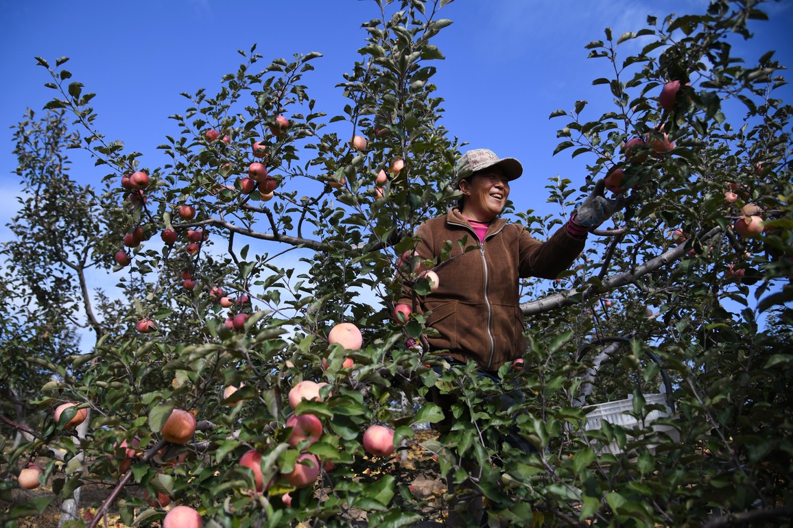 Where sand once blew, apple harvest in full swing