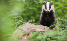 Latest badger vaccination results 'encouraging', say researchers 