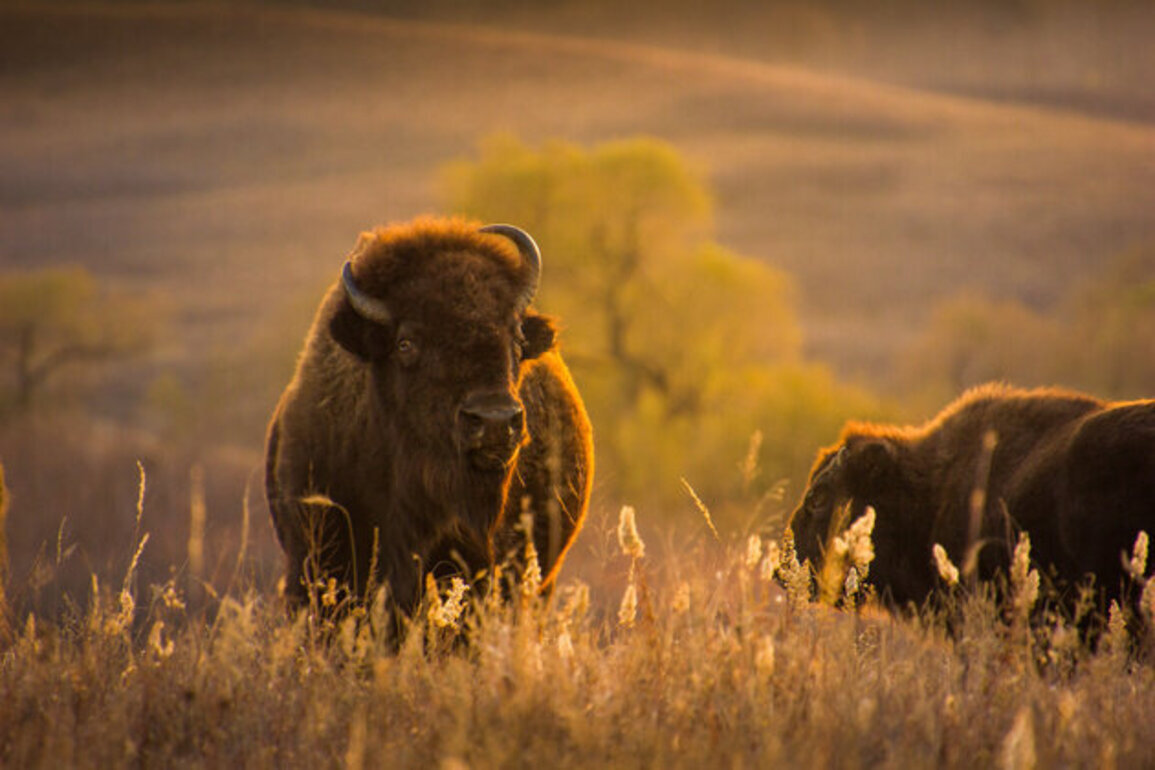 Texas is again where the buffalo roam  