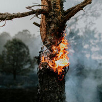 Bulgaria Among EU Countries Most Affected by 2024 Forest Fires