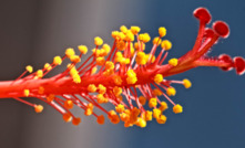  Monadelphous stamens