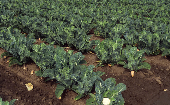 Water abstraction ban risks vegetable crop failures