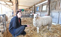 Young Farmer Focus - Dana Bradley-Allen: "I'm looking forward to making my mark as a shepherdess"