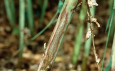 Cereals 2022: Rapid test for light leaf spot