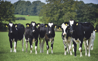 Why you should rethink your dairy heifer inventory to boost financial return on-farm