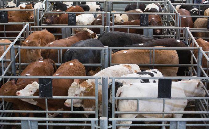 How long can beef's bull run be sustained?