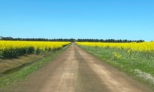  Canola is among several crop types that new research is looking into to help with acid soil tolerance. Photo Mark Saunders.