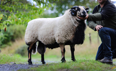 New breed record for Badger Face Welsh Mountains
