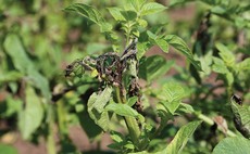 Weather threatens to increase blight risk