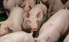 Unfair prices putting Scottish pig industry at risk