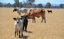 Cattle export volumes hit a new monthly record in October, according to MLA. 