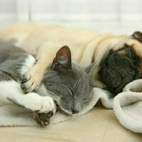 How dogs and cats are evolving to look alike and why it's humans' fault - new research