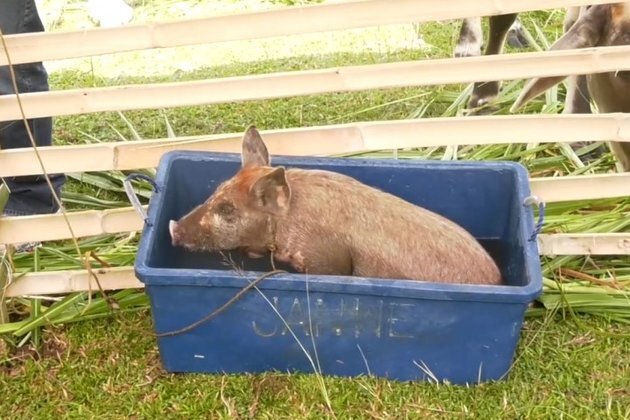 Hog depopulation in ASF areas of DavOcc to be completed this weekend