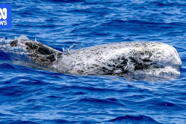 Risso's and pantropical spotted dolphins seen off Port Macquarie