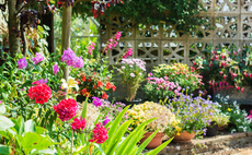 Defra and RHS launch virtual plant health centre