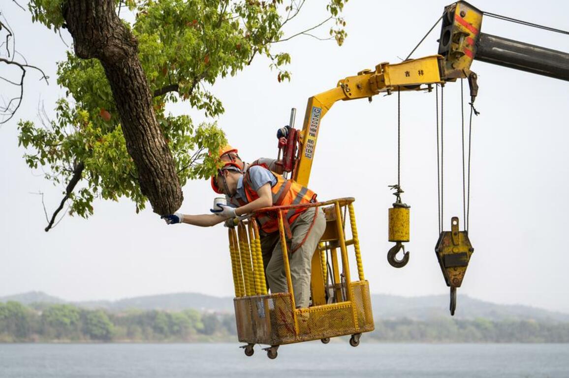 300-year-old dying tree in China gets second chance at life