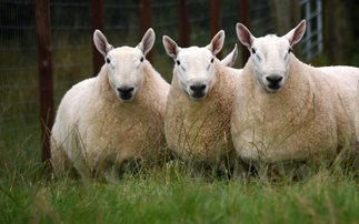 British Wool returns hit 10-year high with price rises across all types 