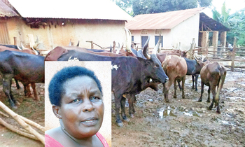 Ente ezaabadde zibbiddwa nga zikomezeddwaawo. Mu katono ye Nalukwago Ente ezaabadde zibbiddwa nga zikomezeddwaawo. Mu katono ye Nalukwago