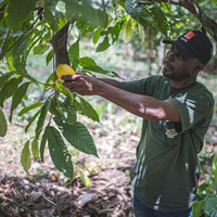 (Hello Africa) Chinese-built plant helps upgrade cocoa industry in Cote d'Ivoire