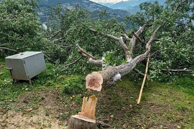 AFFI condemns large scale felling of Apple trees in Himachal Pradesh
