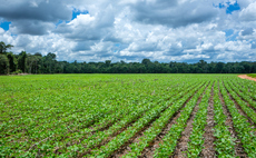 How Trump's tariffs could drive up deforestation to feed demand for soybean oil