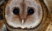  Tasmania's masked owl