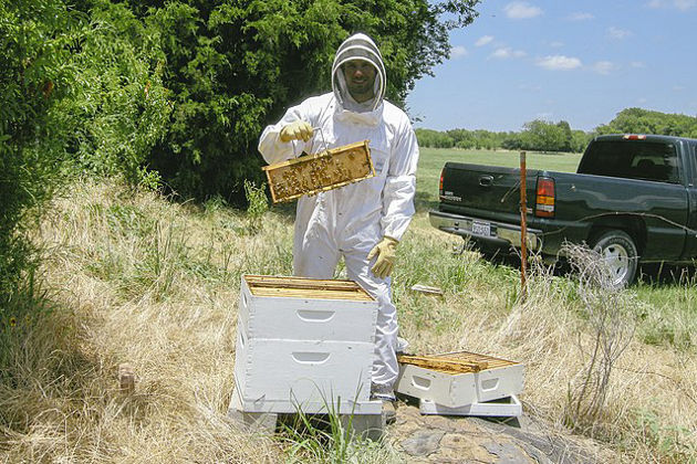 Urban beekeepers in Athens harvest honey from the heart of the city