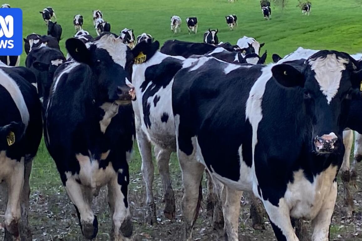 WA dairy farmers dismayed at 'stagnant' milk prices amid rising costs