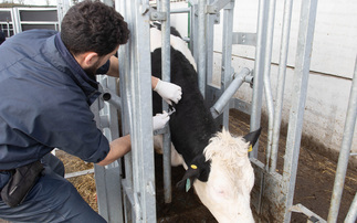 NFU Cymru urges caution over Wales' Bovine TB progress