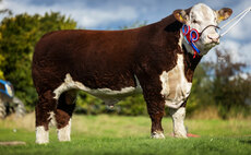 Hereford breed record set at Shrewsbury