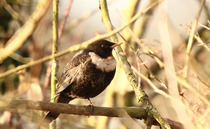 Big Farmland Bird Count extended due to wet weather