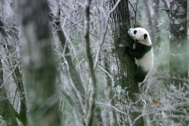 China's panda village demonstrates ecological conservation in action