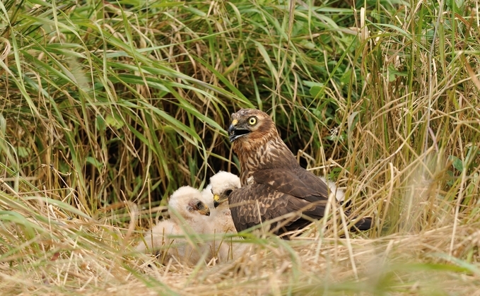 Montagu Harrier makes a comeback for the second consecutive year