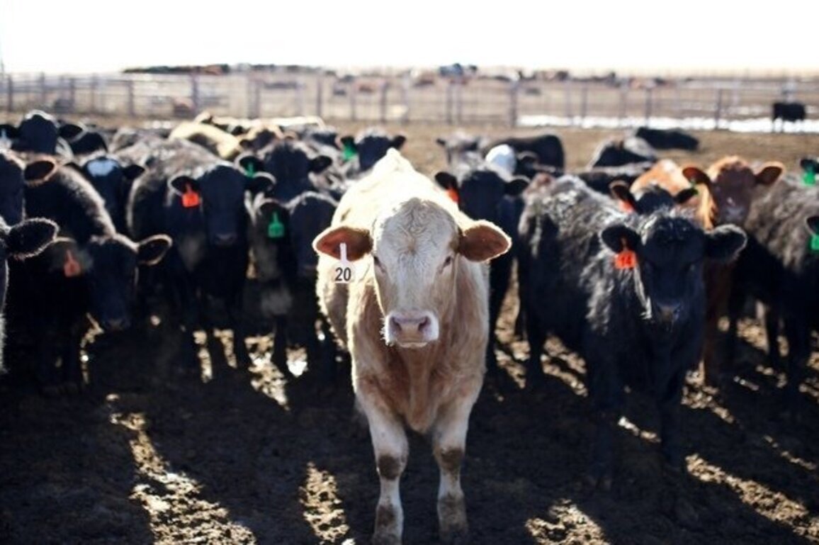 Are South Dakota feedlots trying to protect the environment?  