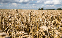 Why there could be an unpredictable grain marketing season approaching
