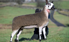 Sales round up: Diamond Delights at J36, store cattle hit £2,715, prime hoggs to £235