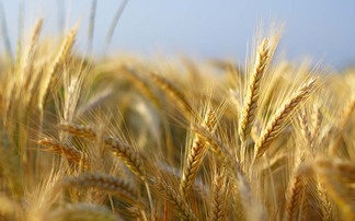 Good prospects for malting barley