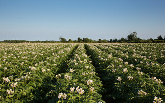 Regen special: How potato growers are embracing regenerative practices