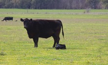 Calf deformities cause concern