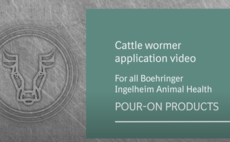 Cattle Wormers: How to apply POUR-ON products